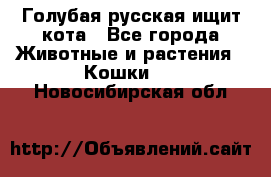 Голубая русская ищит кота - Все города Животные и растения » Кошки   . Новосибирская обл.